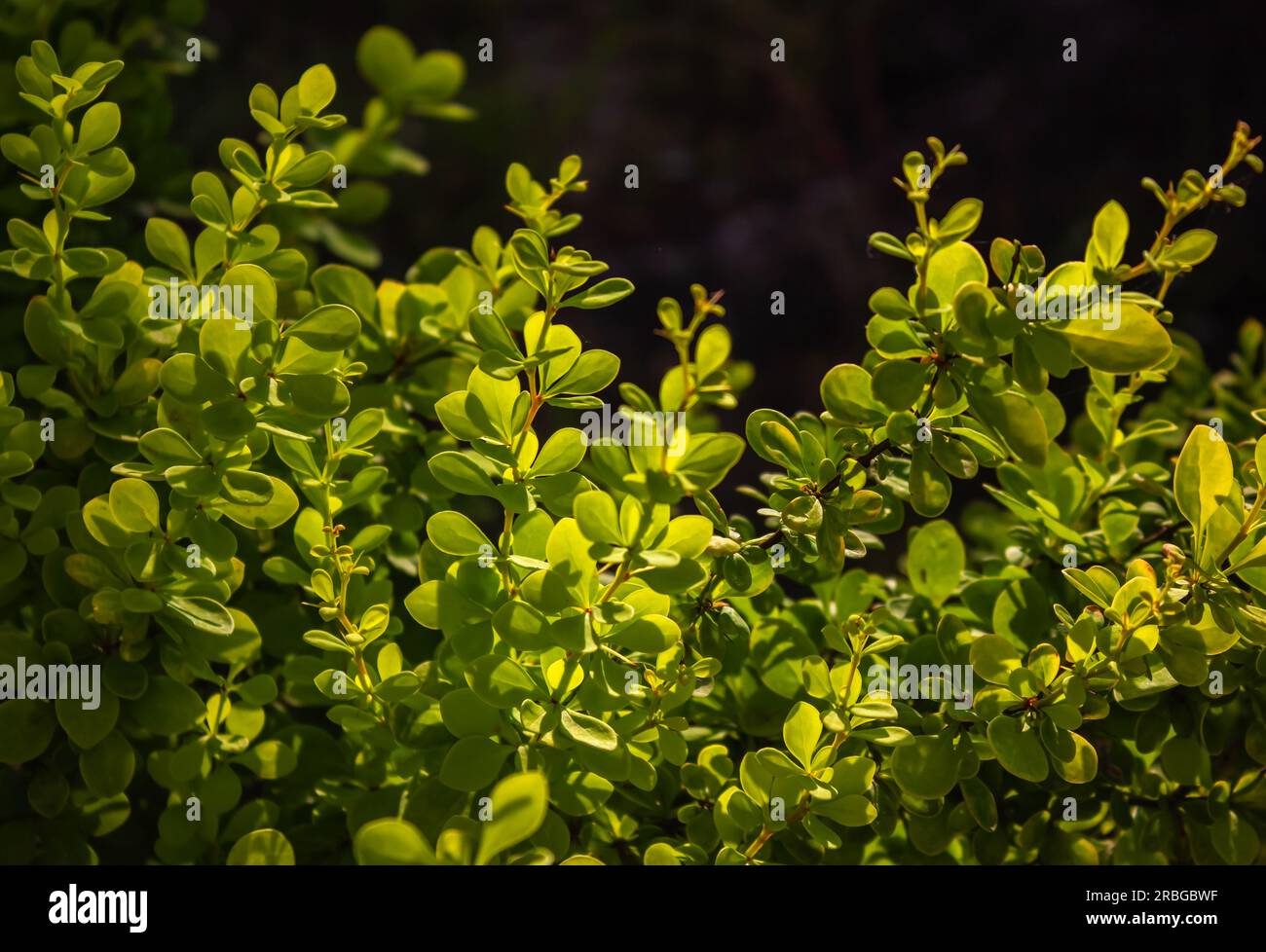 Sfondo, consistenza di foglie verdi, gialle, fogliame del barberry thunbergii aurea. Motivi botanici con bellissime foglie di verde chiaro sotto Foto Stock