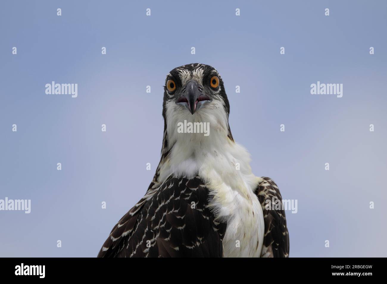 Osprey, Everglades National Park Foto Stock