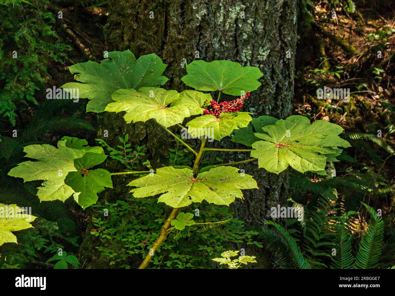 L'Oplopanaz horridus, o la pianta del devil's Club cresce in tutto il nord-ovest del Pacifico del Nord America; è una pianta medicinale e spirituale. Foto Stock