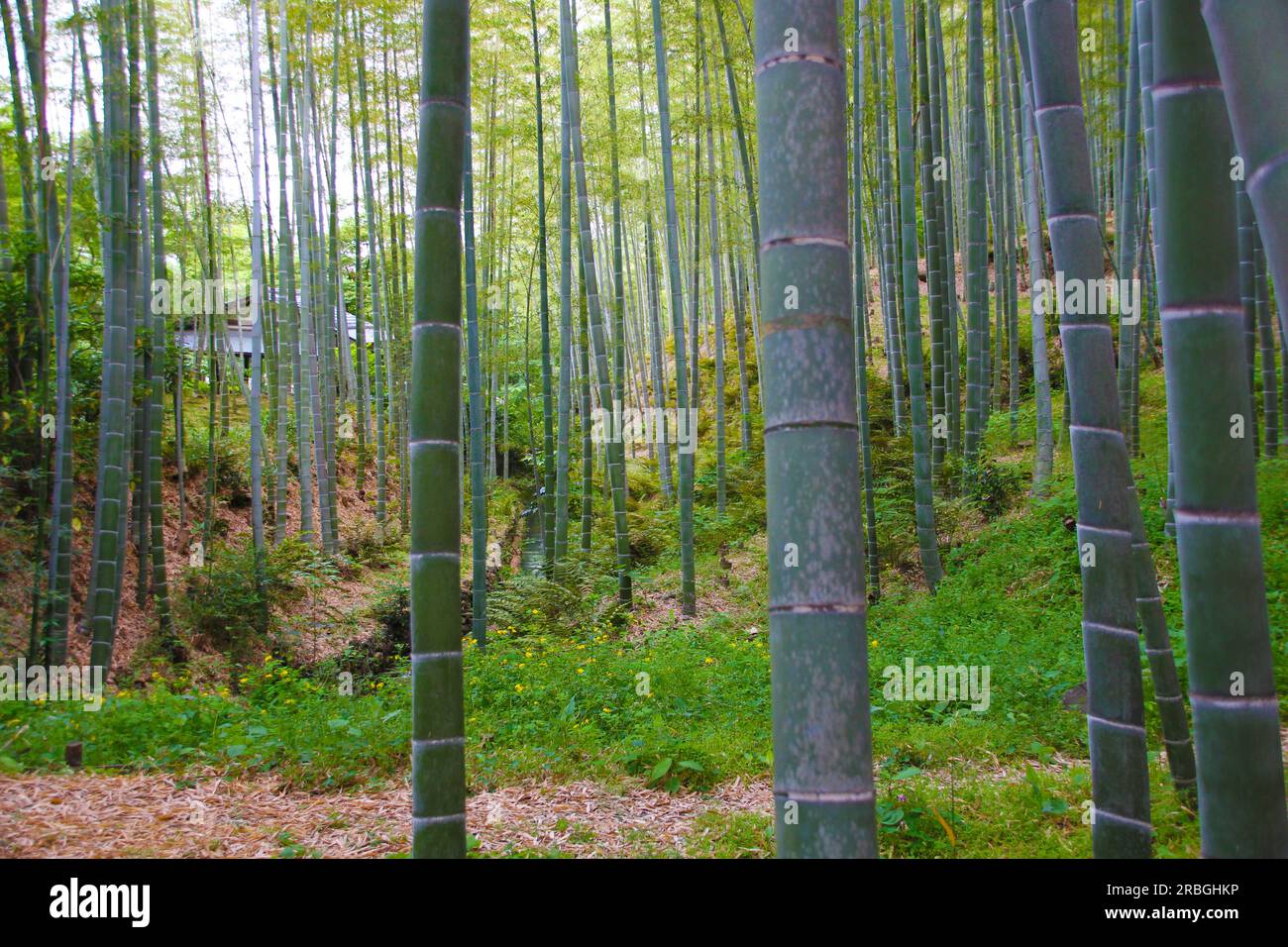 Vista dall'interno di una foresta di canne di bambù. Paesaggio caratteristico del Giappone, se sei un amante della natura e dei paesaggi selvaggi questa immagine è ideale per Foto Stock