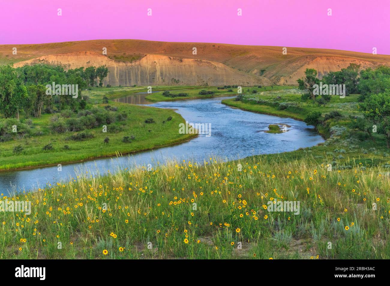 luce prima dell'alba sul fiume marias e fiori selvatici vicino a chester, montana Foto Stock
