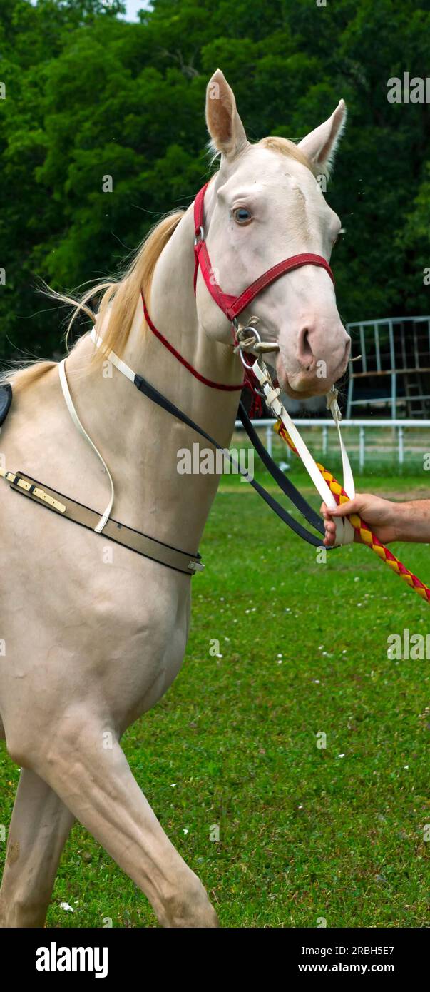 Ritratto del bellissimo cavallo di akhal-teke. Foto Stock