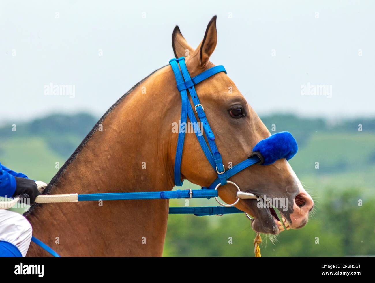 Ritratto del bellissimo cavallo di akhal-teke. Foto Stock