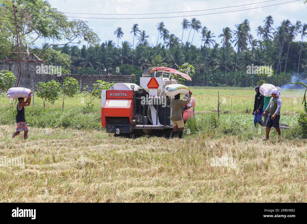 Glifosato di riso immagini e fotografie stock ad alta risoluzione - Alamy