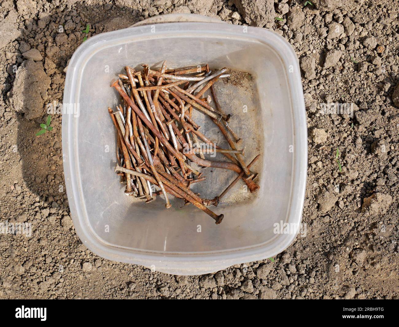 Manciata di vecchi chiodi arrugginiti utilizzati in precedenza in un recipiente di plastica traslucido sul terreno esposto alla luce del sole, da vicino Foto Stock