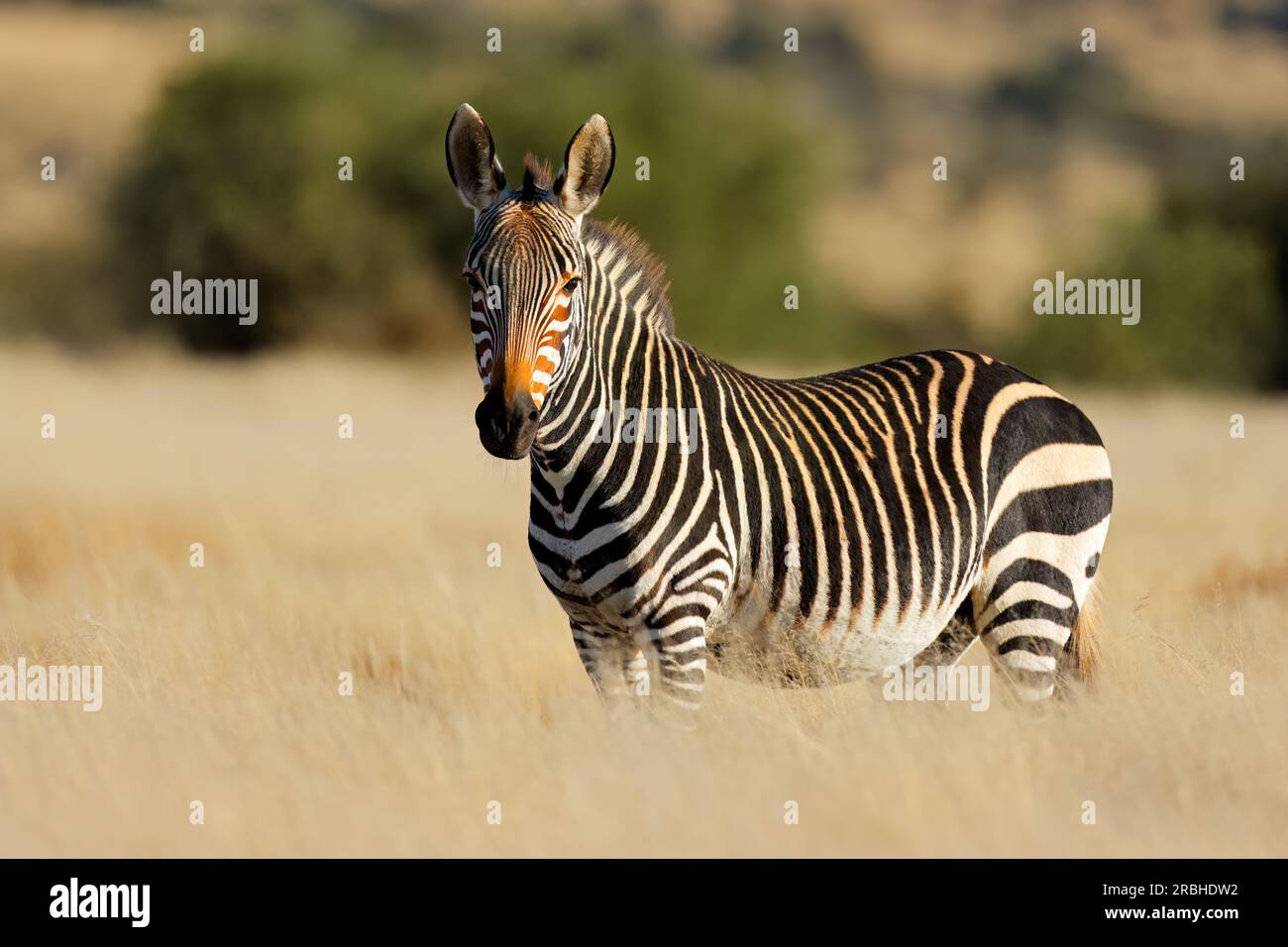 Cape mountain zebra (Equus zebra) in habitat naturale, Mountain Zebra National Park, Sud Africa Foto Stock