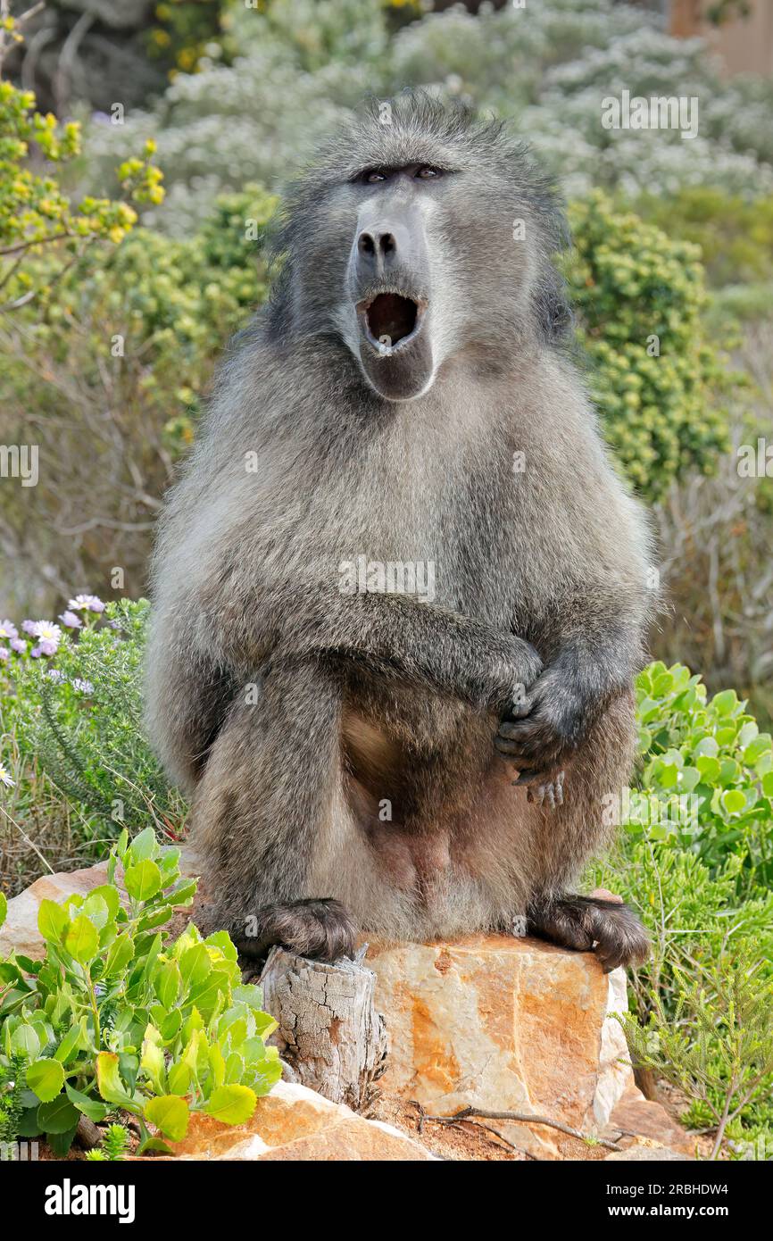 Grande baboon di chacma maschile (Papio ursinus) seduto in habitat naturale, Sudafrica Foto Stock