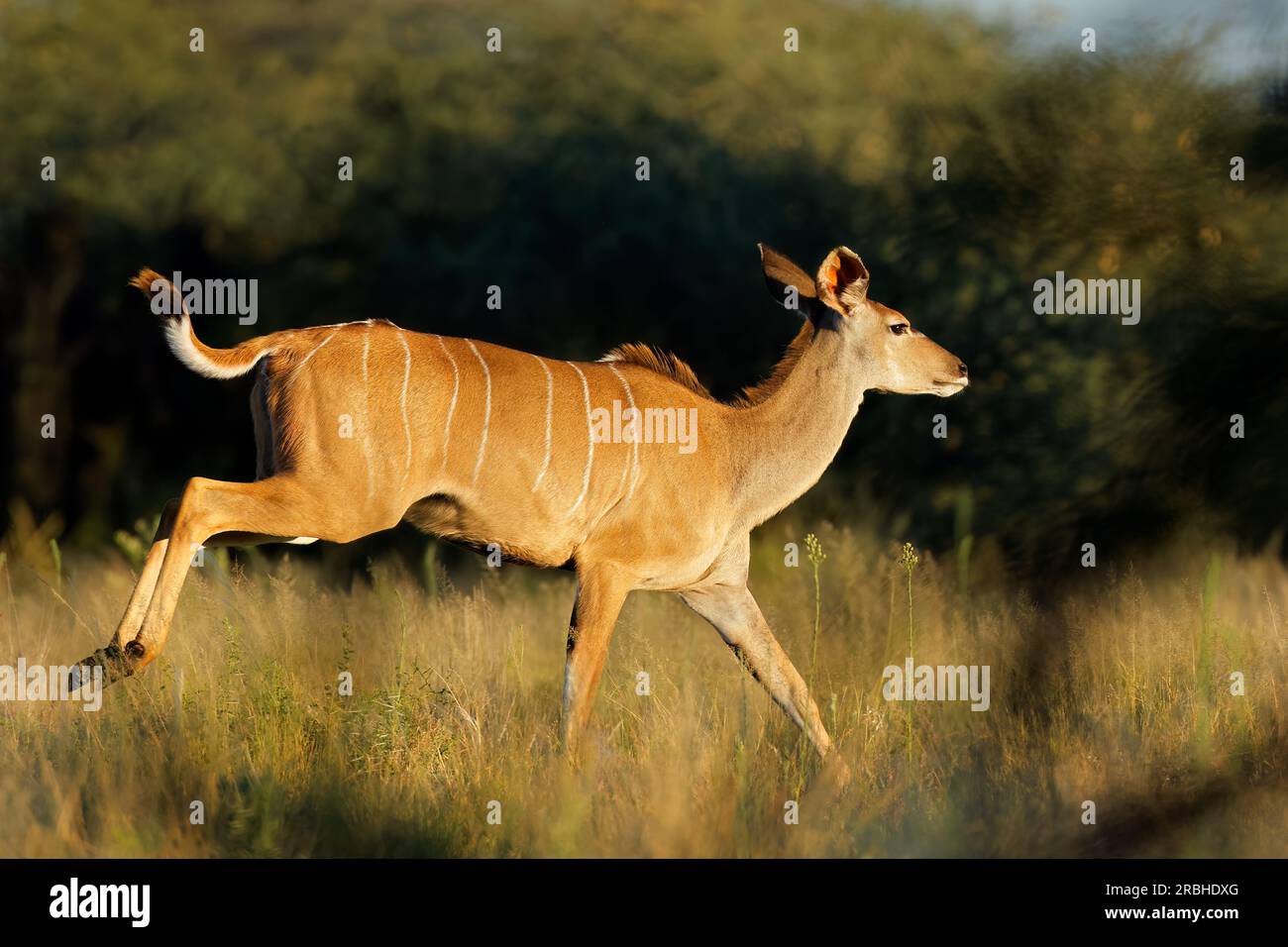 Antilope femminile kudu (Tragelaphus strepsiceros) in esecuzione, Parco Nazionale di Mokala, Sudafrica Foto Stock