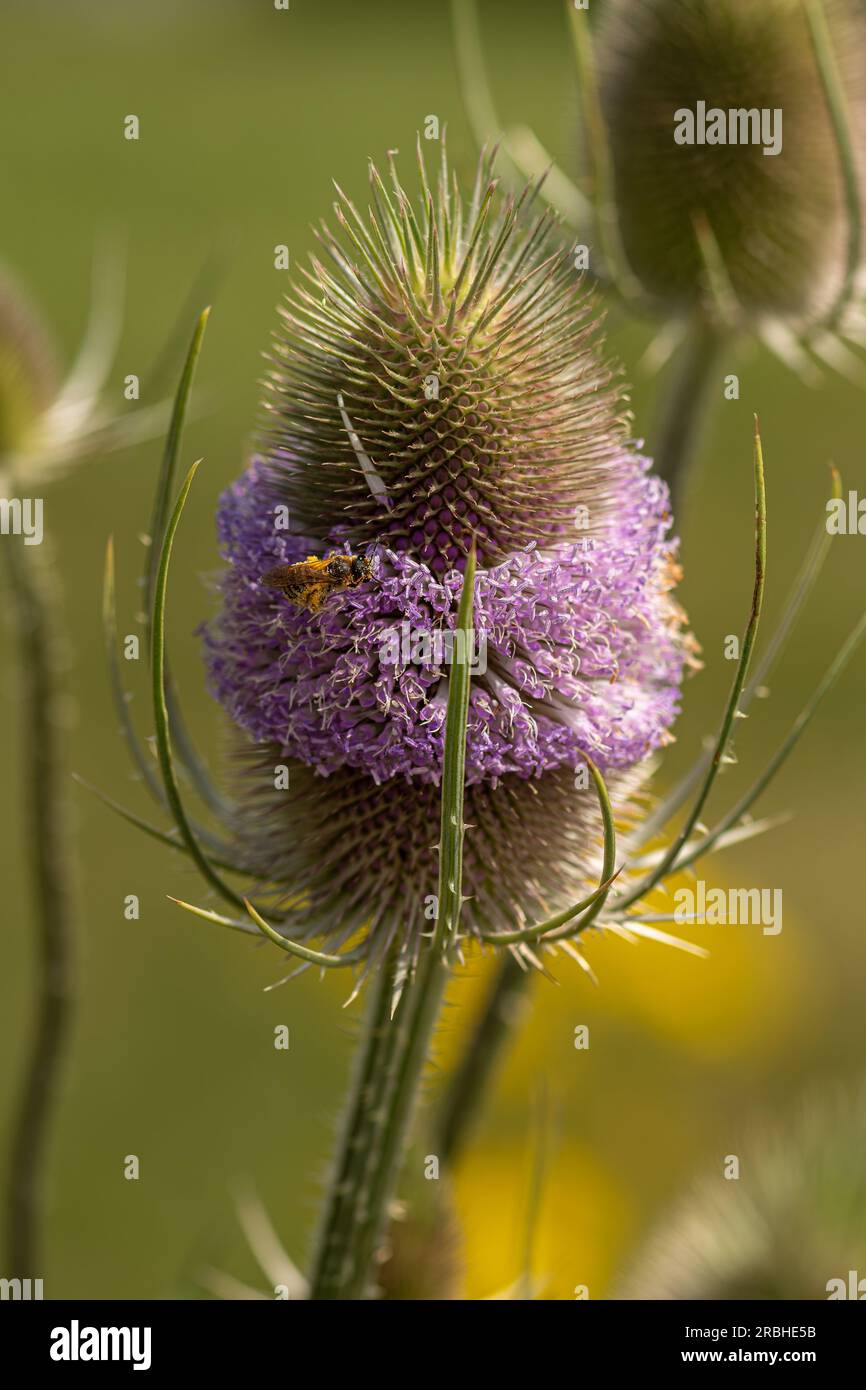 cardo selvatico Foto Stock