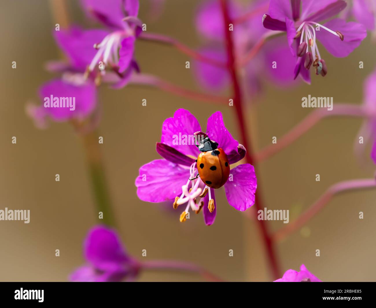 Coccinella sulle erbe Foto Stock