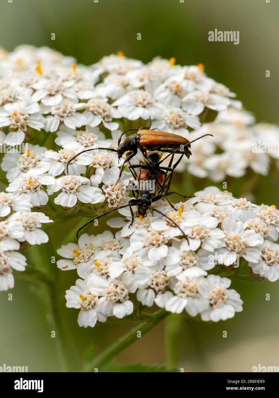 Beetle su fiorisce Foto Stock