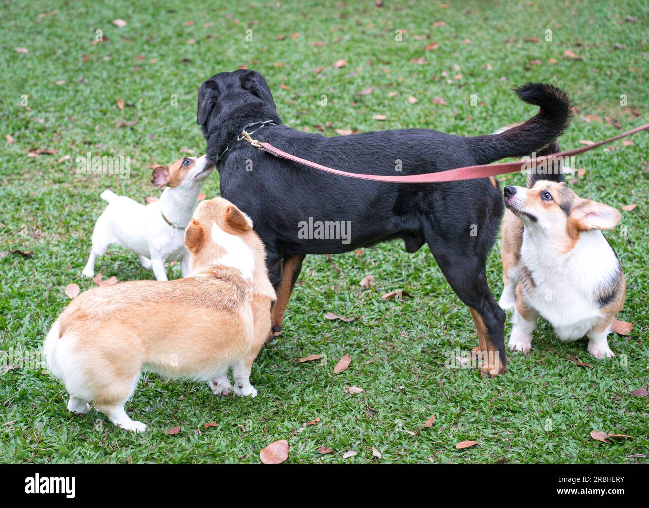 Gruppo di cani di diverse razze che giocano e si annusare a vicenda sul campo. Concetto sociale dei cani. Foto Stock