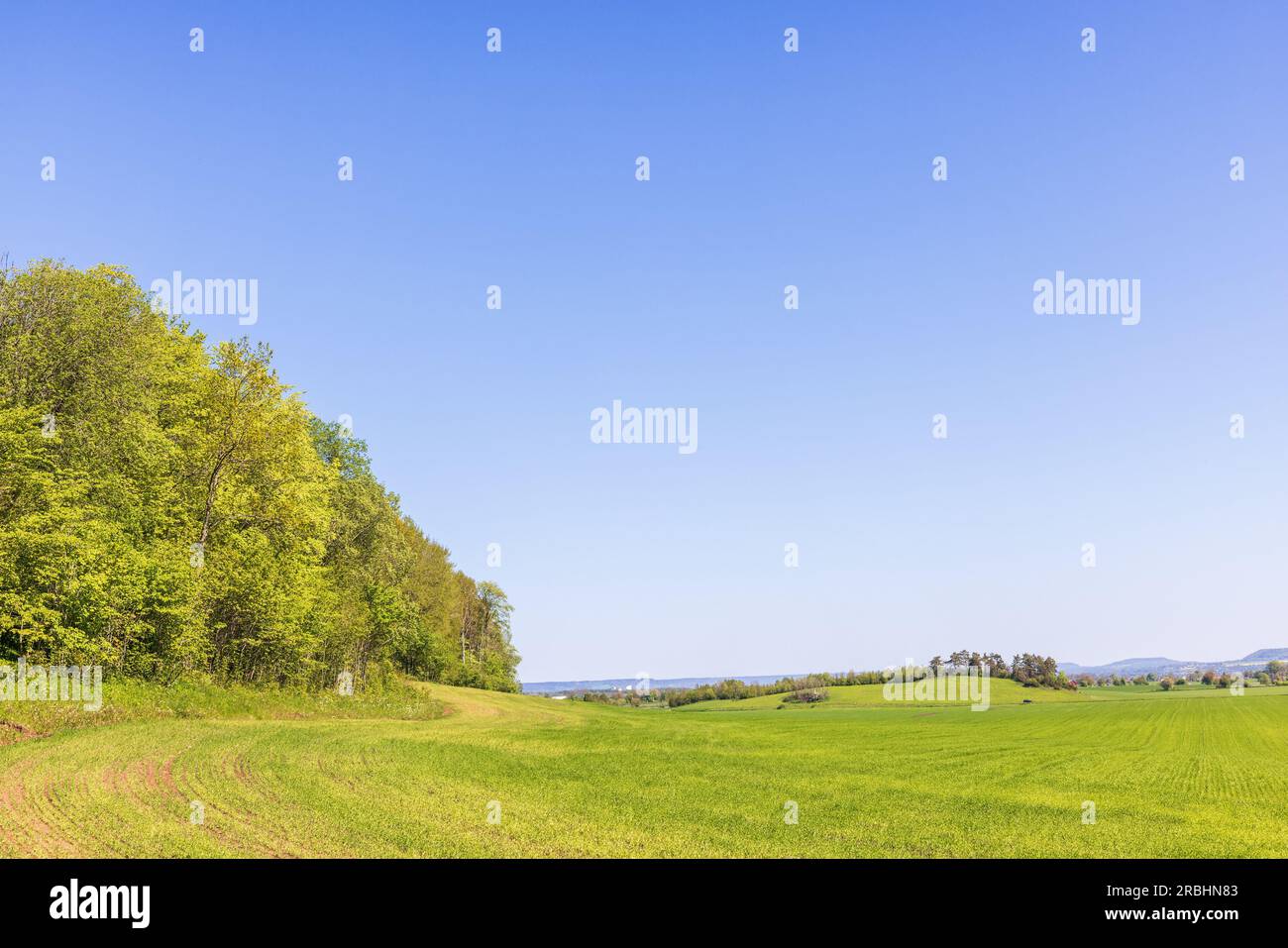 Bordo della foresta in un campo verde Foto Stock