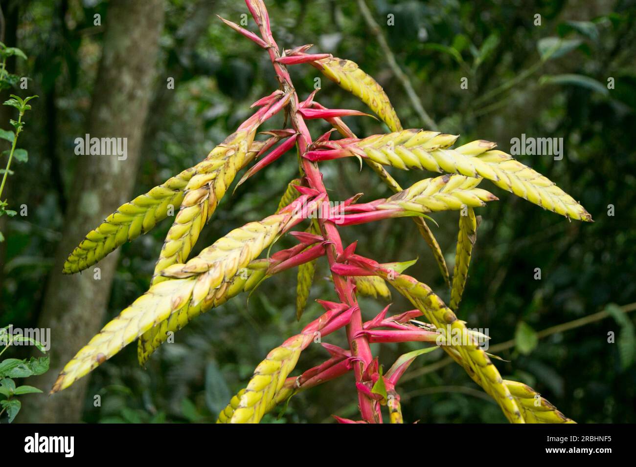 Heliconias nella giungla peruviana. Sono piante erbacee perenni, di origine tropicale, che necessitano di climi caldi per crescere correttamente. Foto Stock