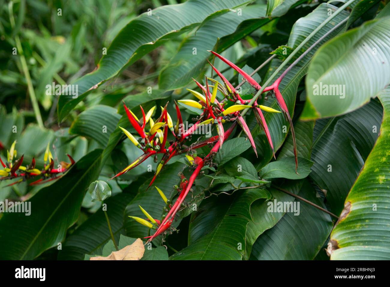 Heliconias nella giungla peruviana. Sono piante erbacee perenni, di origine tropicale, che necessitano di climi caldi per crescere correttamente. Foto Stock