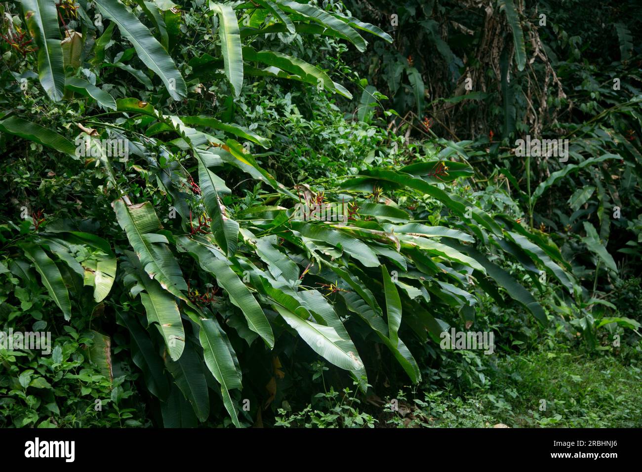 Heliconias nella giungla peruviana. Sono piante erbacee perenni, di origine tropicale, che necessitano di climi caldi per crescere correttamente. Foto Stock