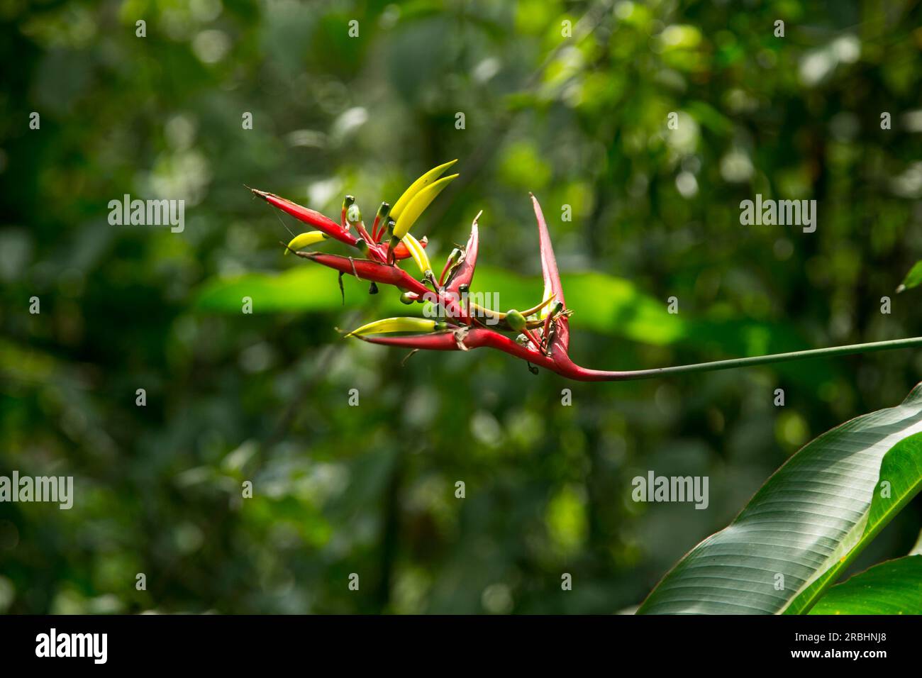 Heliconias nella giungla peruviana. Sono piante erbacee perenni, di origine tropicale, che necessitano di climi caldi per crescere correttamente. Foto Stock