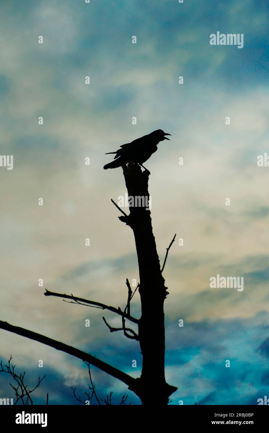 silhouette di un corvo su un albero che si aggrappa Foto Stock