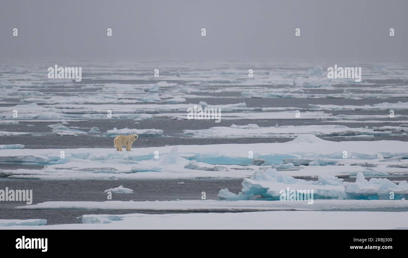 Sciogliere il ghiaccio e un orso polare. Groenlandia: Sono state catturate immagini ADORABILI di un orso polare disgustato che odia mentre è circondato da un mare di fusa.Imag Foto Stock