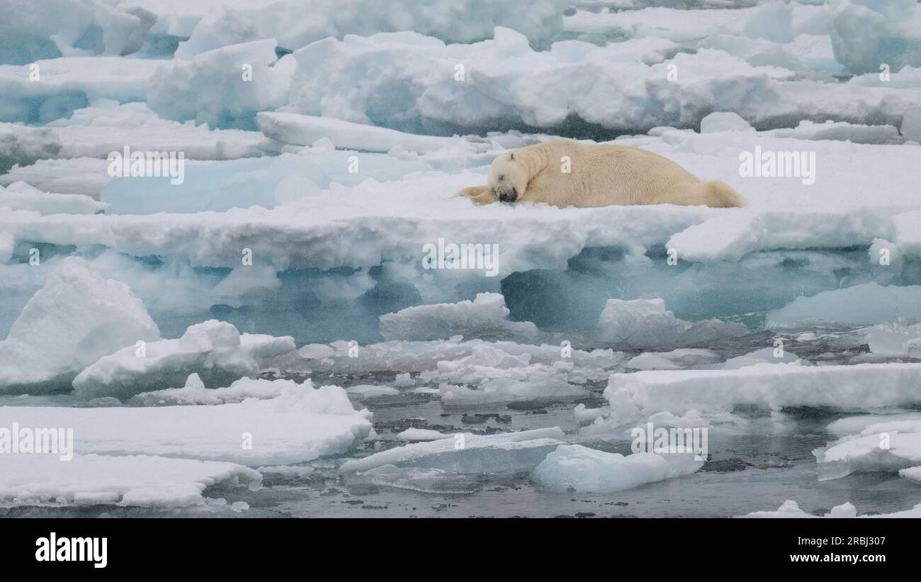 L'orso polare snoozza per un po'. Groenlandia: Sono state catturate le immagini ADORABILI di un orso polare disgustato che odia mentre è circondato da un mare di fusa Foto Stock