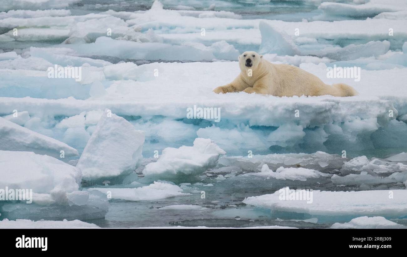 Gli orsi polari sono creature solitarie come si vedono nelle immagini. Groenlandia: ADORABILI immagini di un orso polare disprezzato che olla mentre è circondato da un mare di me Foto Stock