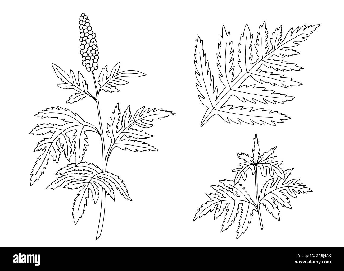 Grafico pianta ragweed, bianco e nero, disegno isolato, vettore illustrativo Illustrazione Vettoriale