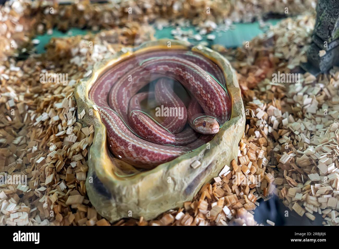 serpente rosa viola a righe in terrario. pet snake Foto Stock