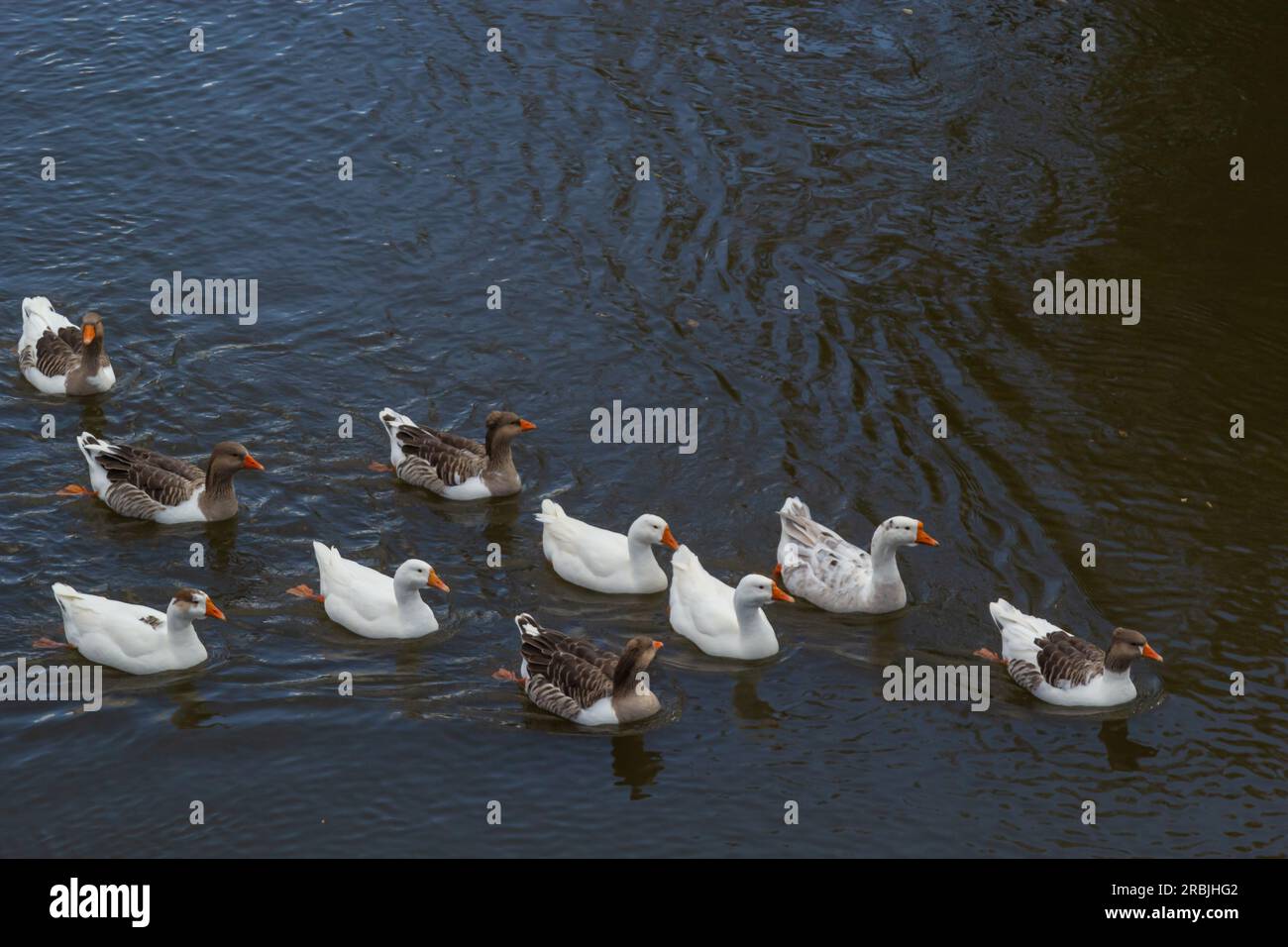Le oche nazionali nuotano nel fiume. Un gregge di oche domestiche sul fiume in una calda giornata estiva di sole. Foto Stock