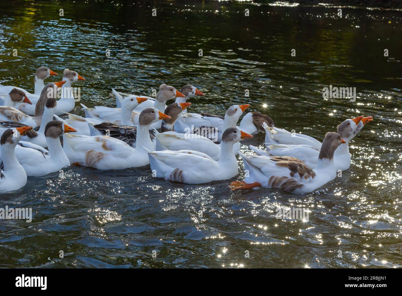 Le oche nazionali nuotano nel fiume. Un gregge di oche domestiche sul fiume in una calda giornata estiva di sole. Foto Stock
