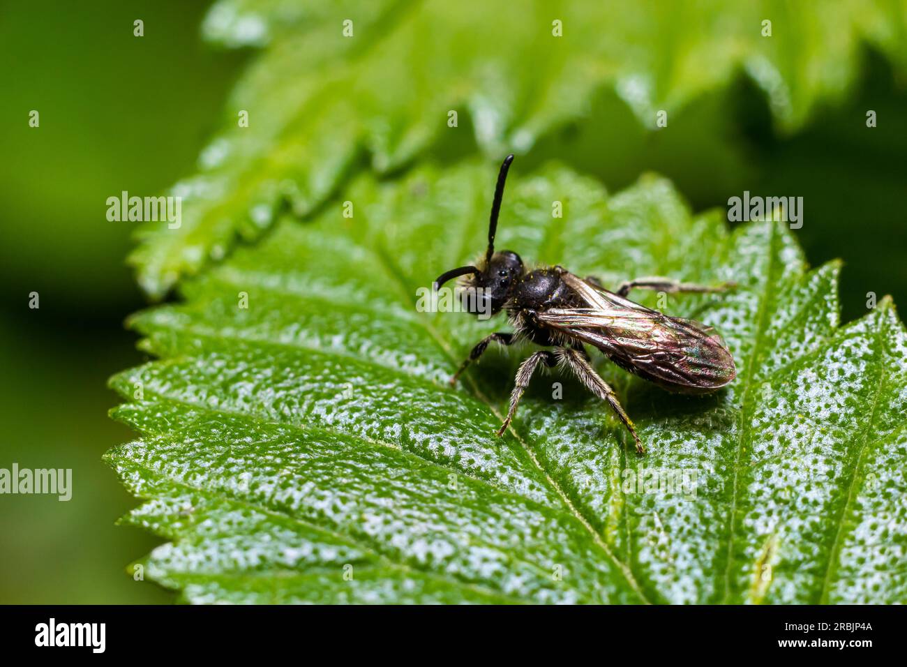 Primo piano su un'ape femminile del solco, lo zonulum Lasioglossum, su una foglia verde. Foto Stock