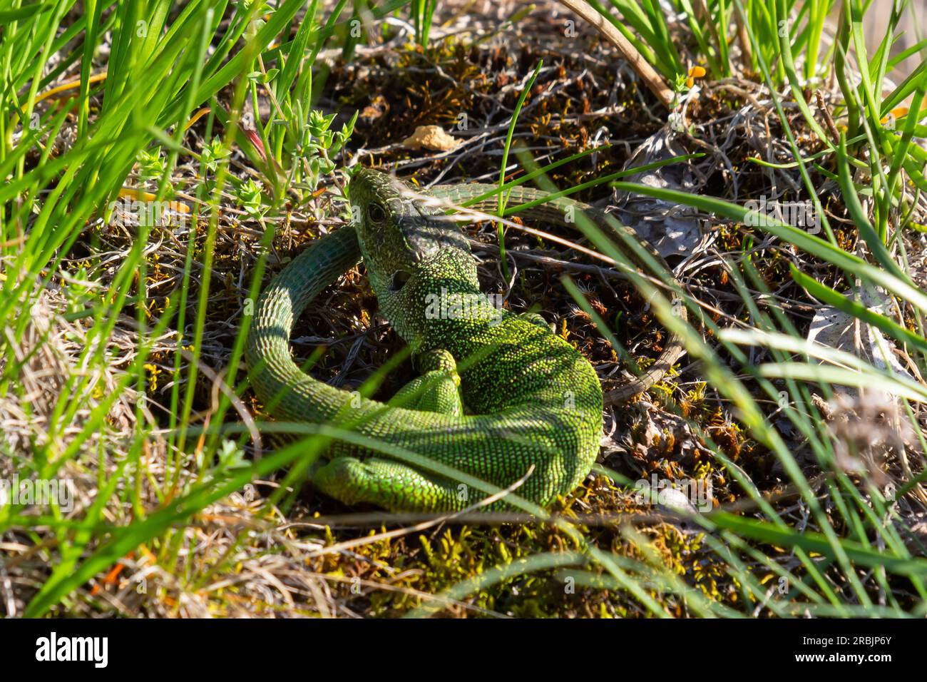 La lucertola verde europea Lacerta viridis emerge dall'erba esponendo i suoi bei colori. Foto Stock