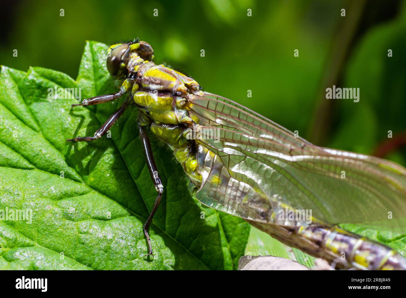 Dragonfly, Gompha vulgaris Gomphus vulgatissimus sulla pianta dalla luce del sole mattutina del lago in estate. Foto Stock