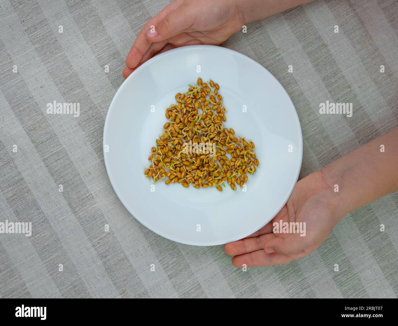 Grano germogliato nelle mani del bambino su fondo di lino. Cibo macrobiotico germoglia pasto vegetariano. Concetto di dieta sana. Piante a casa in primavera. FR Foto Stock