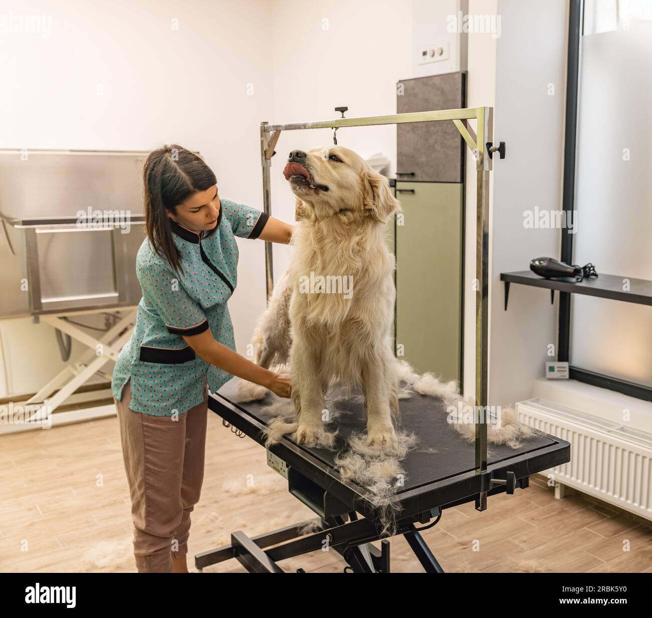 Donna che si prende cura della pelliccia Golden Retriever al salone per la cura dei cani Foto Stock