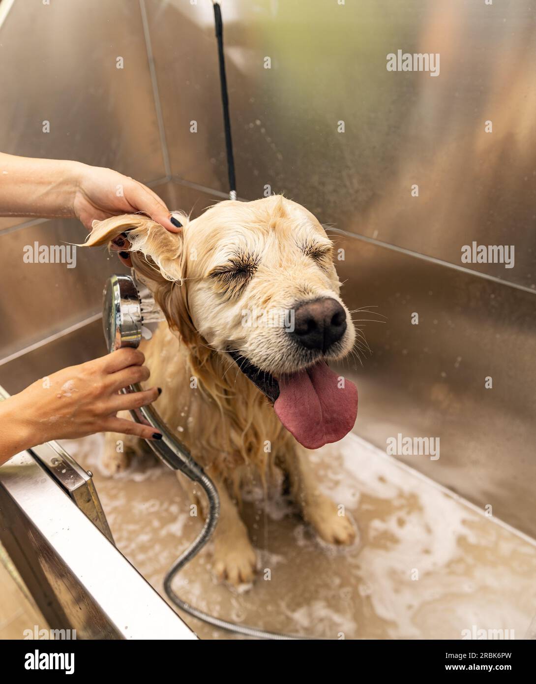 Fare il bagno del Golden retriever. Cane della felicità che fa un bagno di bolle. Foto Stock