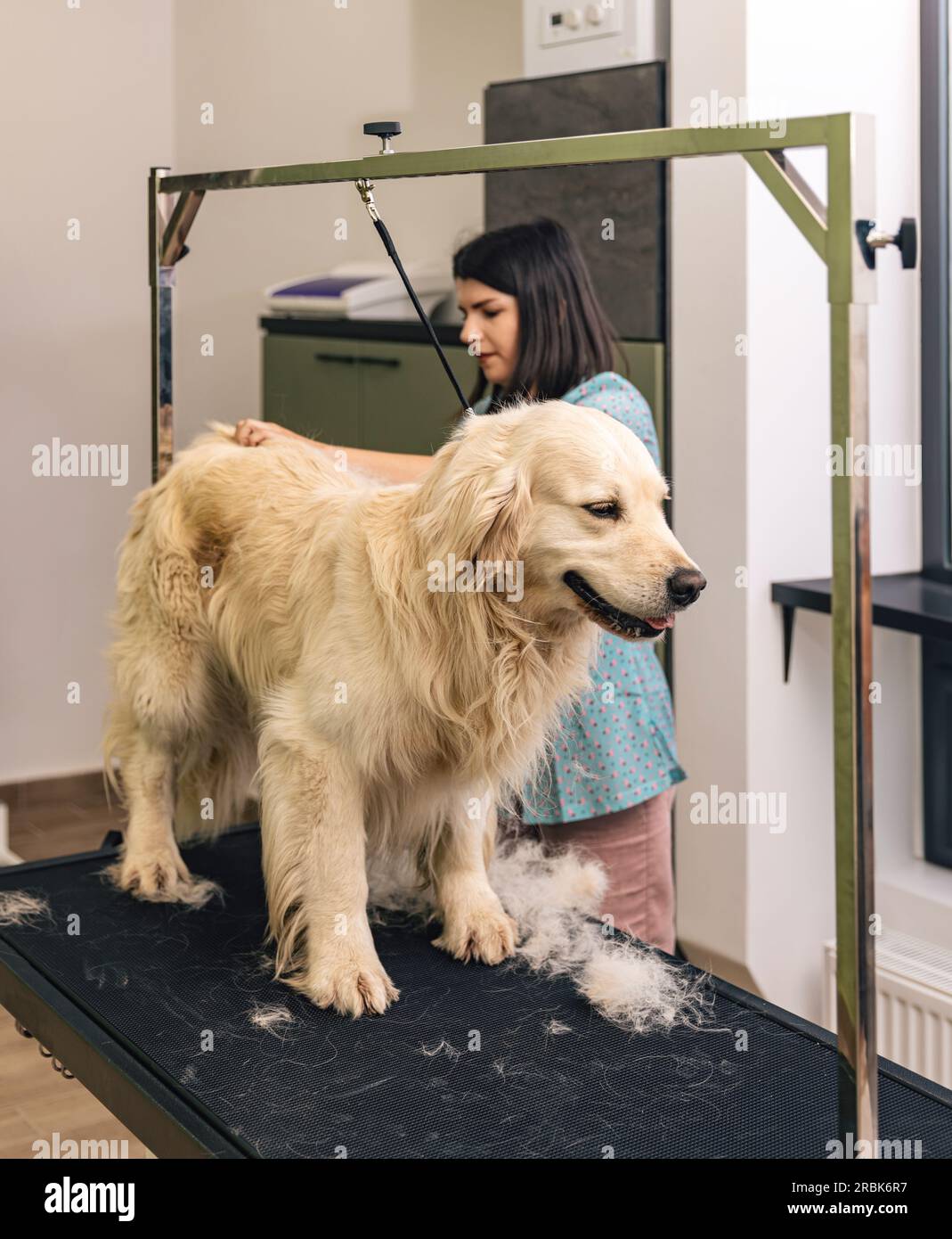 Rifinitore professionale per cani che spazzolano un cane Golden retriever in un salone di cura Foto Stock
