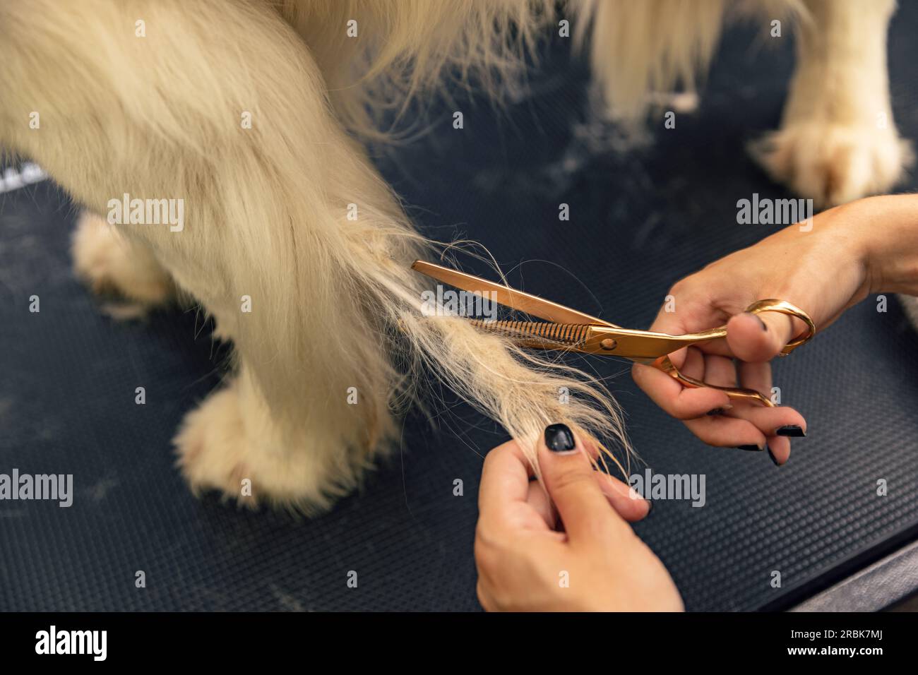 Pelliccia professionale tagliata con forbici. Il concetto di "cane da toeletta" Foto Stock