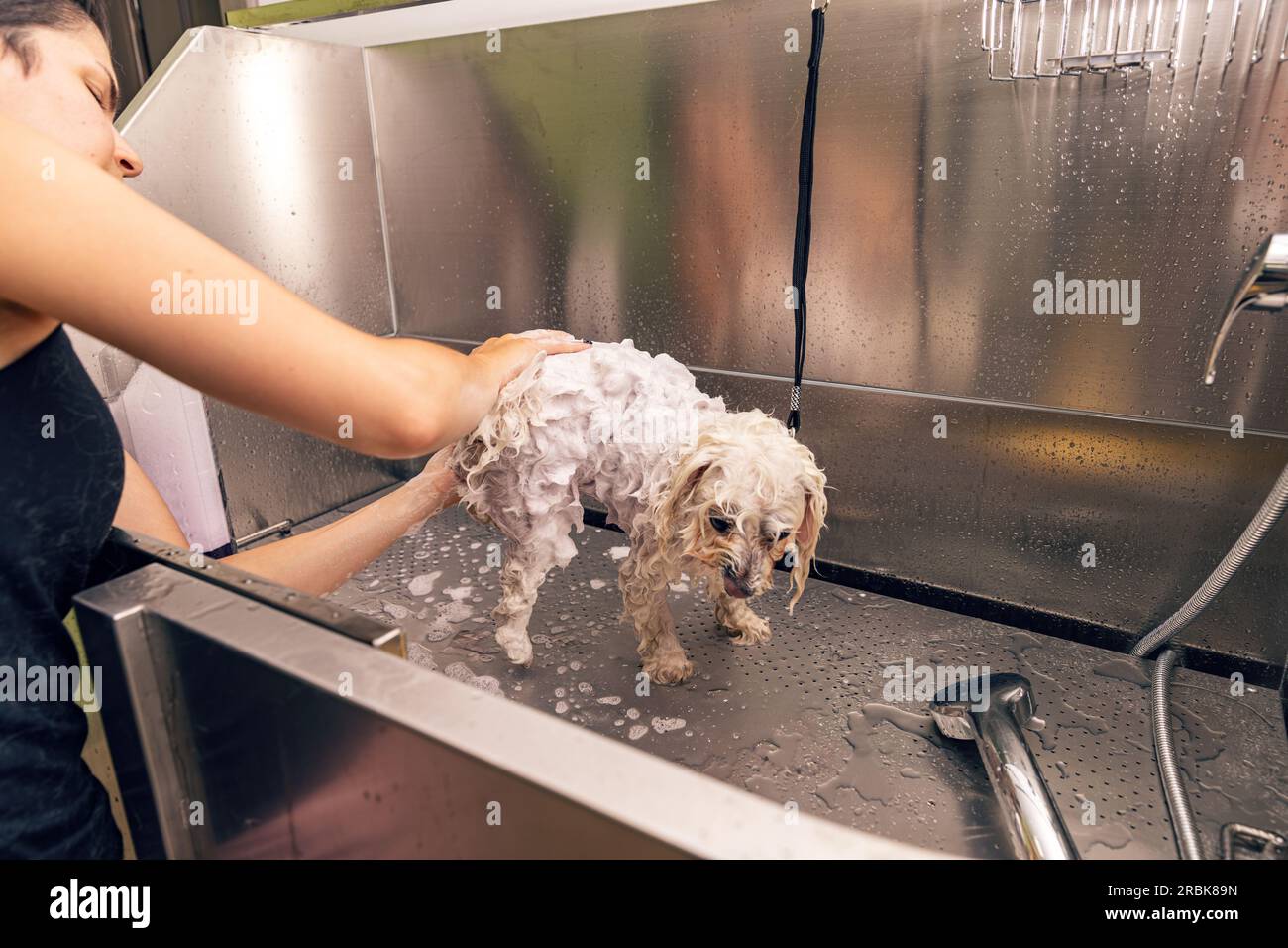 Animali domestici ammessi nel salone della cura del corpo, doccia Foto Stock