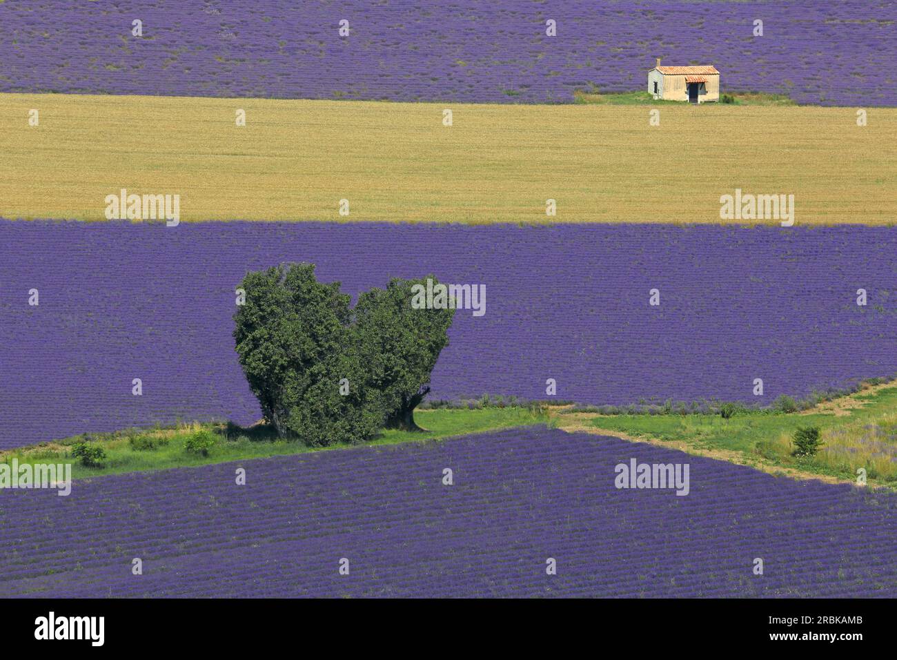 Campi di lavanda a Sault, Vaucluse, Provence-Alpes-Côte d'Azur, Francia Foto Stock