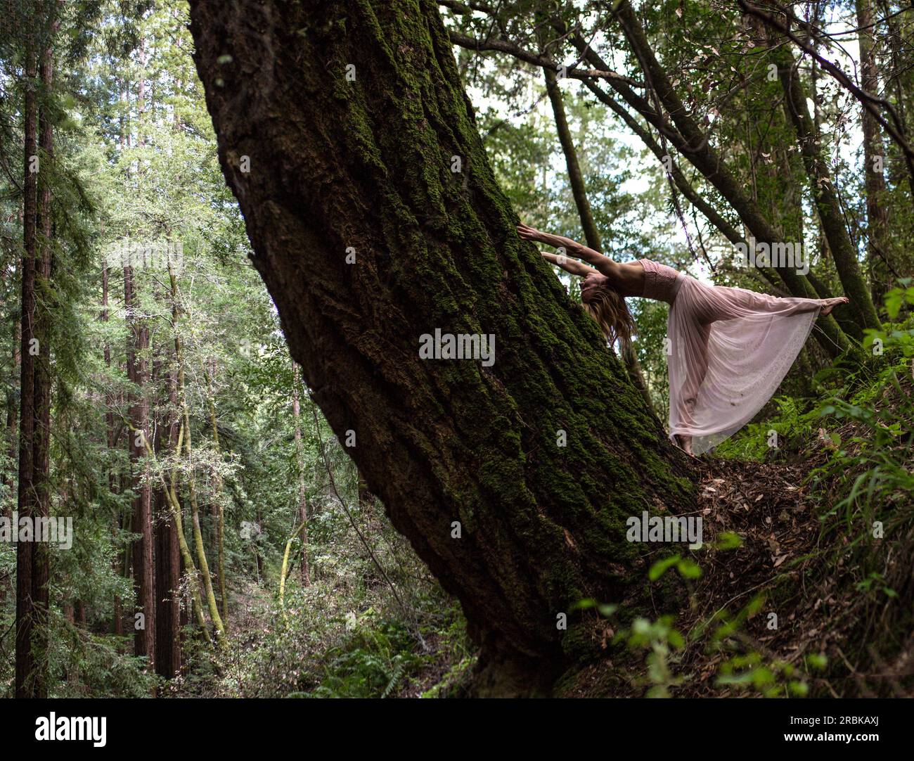 Donna che fa posa yoga in gonna accanto a una sequoia gigante Foto Stock