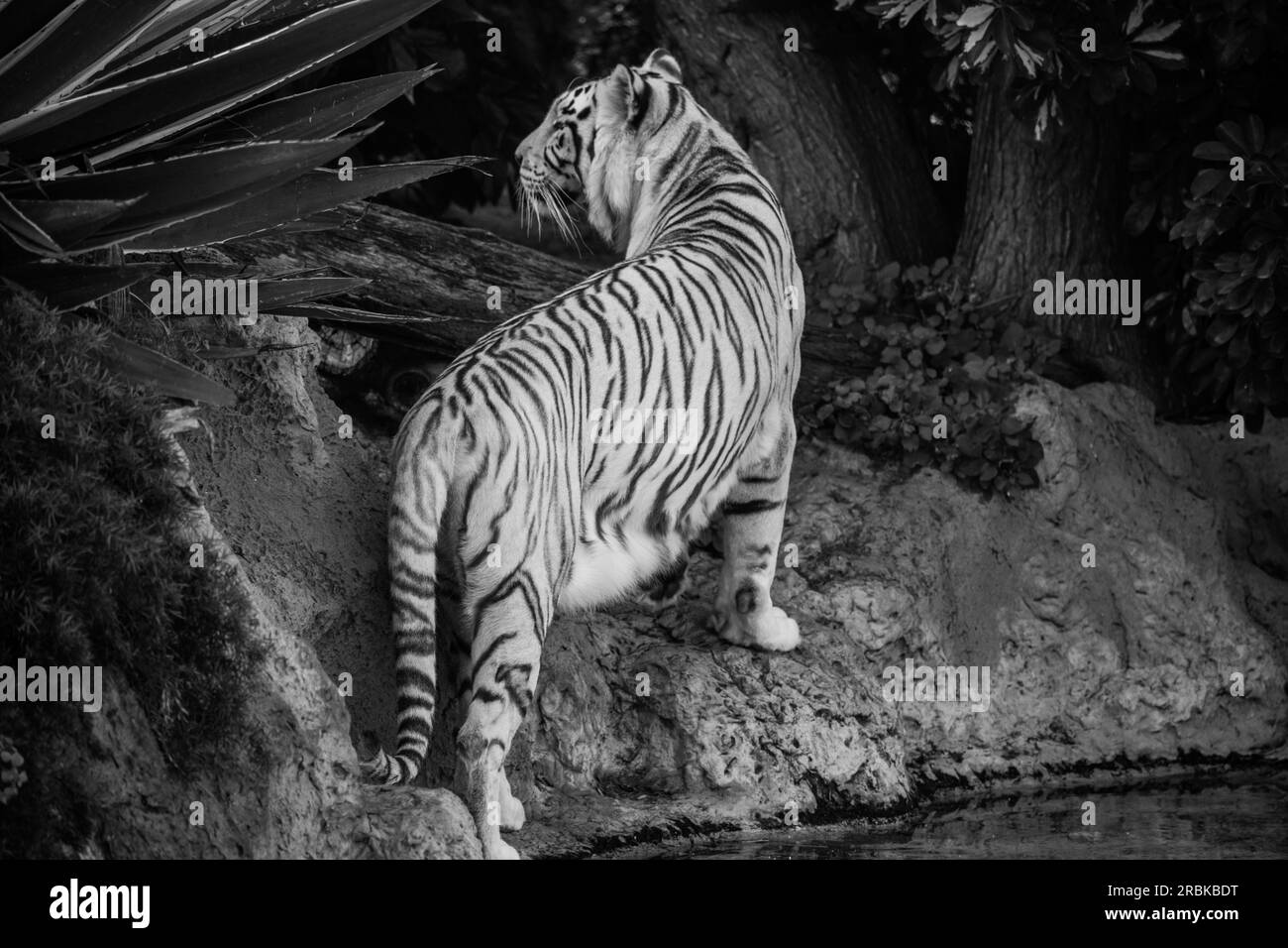 La tigre bianca ci volge le spalle mentre guarda qualcosa Foto Stock