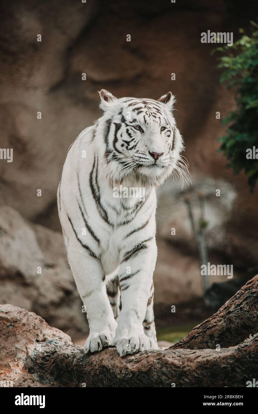 Vista frontale di una tigre bianca su una roccia Foto Stock
