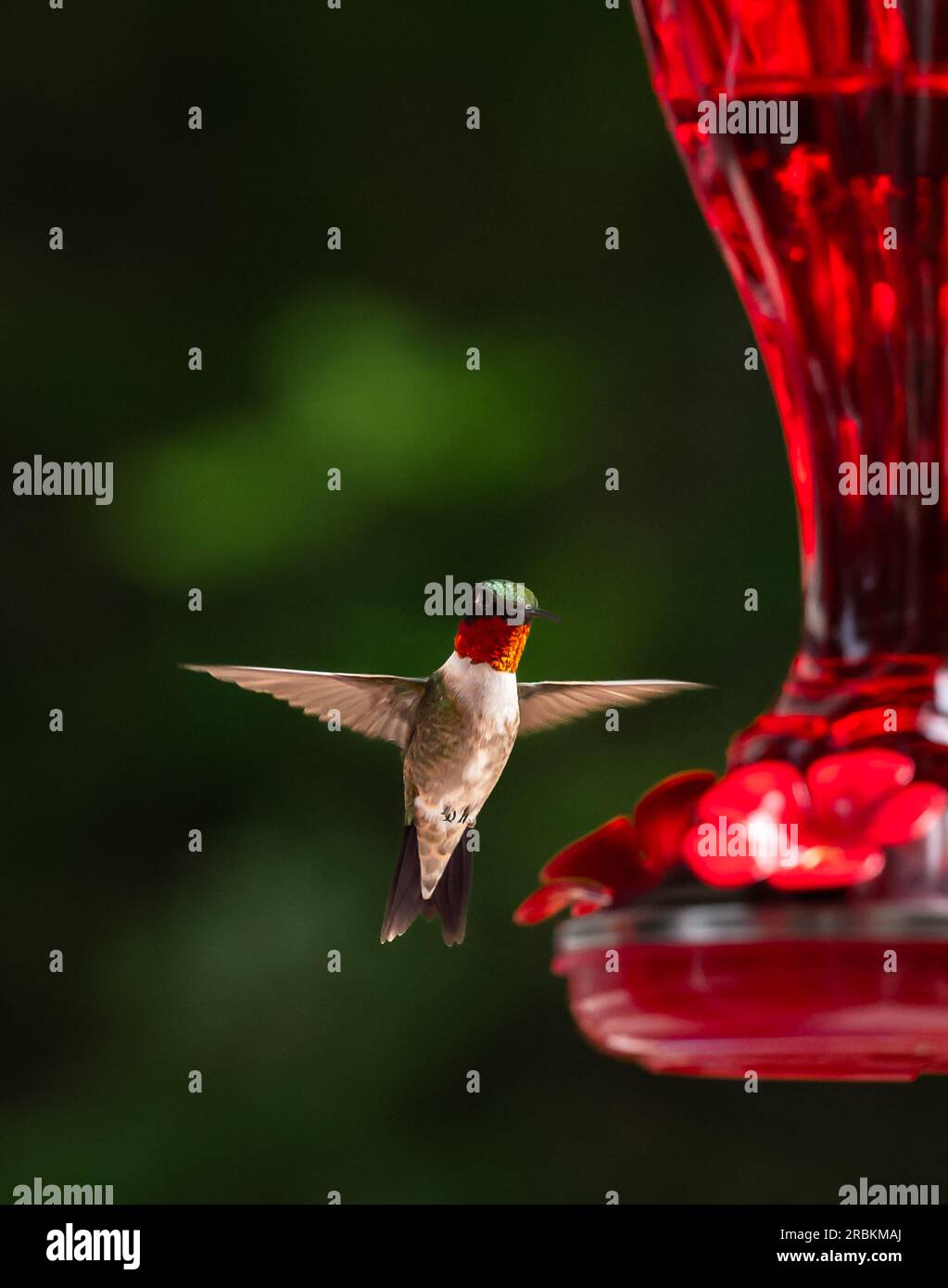 Primo piano del colibrì che si libra a mezz'aria accanto a un alimentatore rosso. Foto Stock