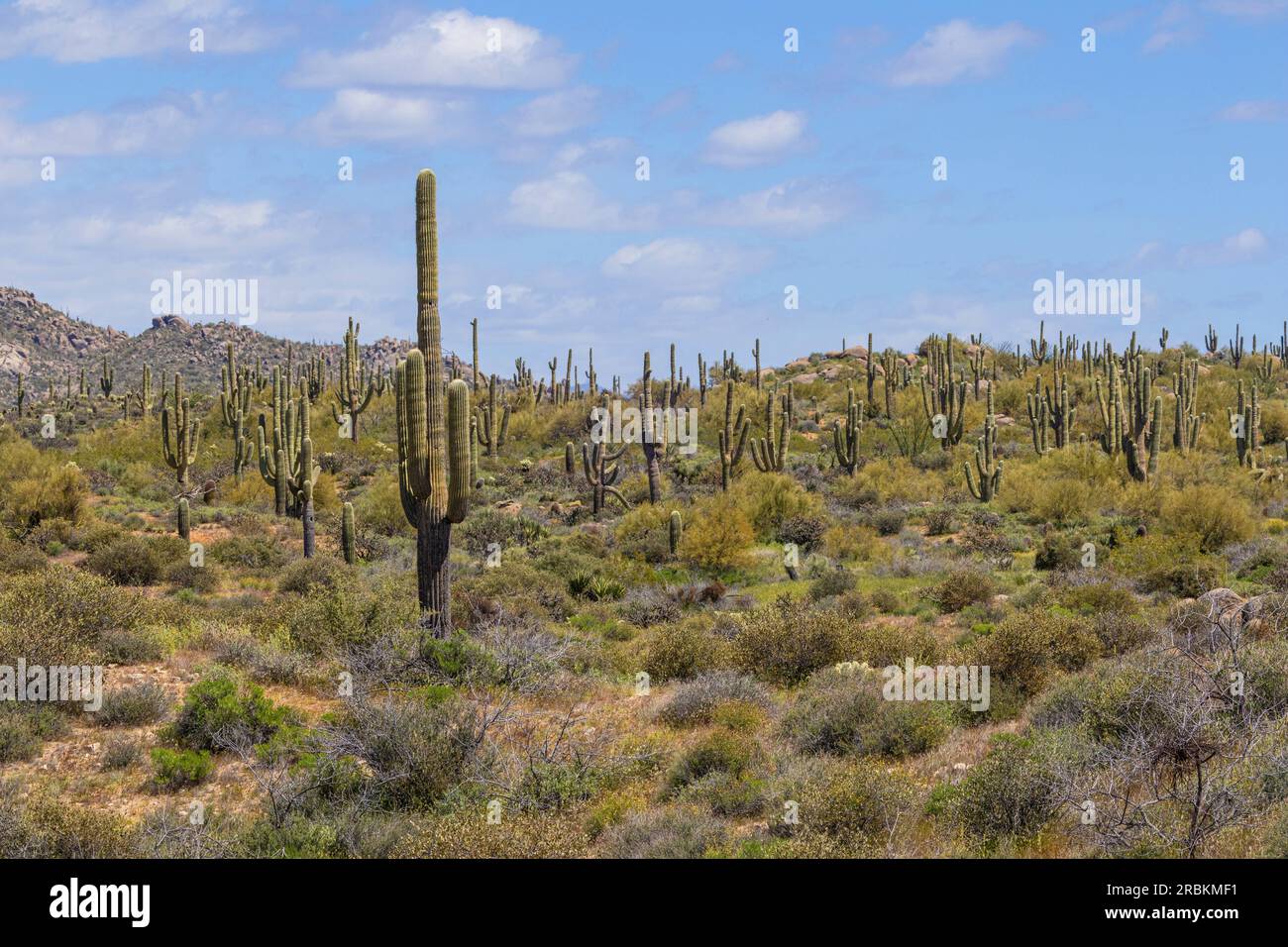 Cactus di saguaro (Carnegiea gigantea, Cereus giganteus), nel deserto di Sonora, Stati Uniti, Arizona, Brown's Ranch Foto Stock