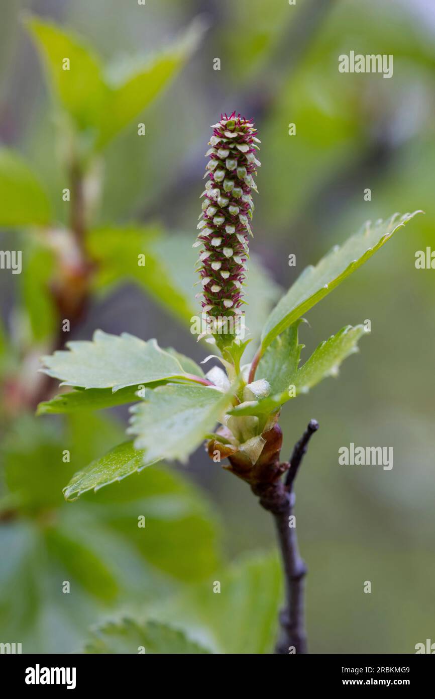 betulla dorata, betulla brughiera, betulla bianca, betulla dorata, betulla brughiera, betulla bianca, betulla bianca europea, betulla pelosa (Betula pubescens), femmina Foto Stock