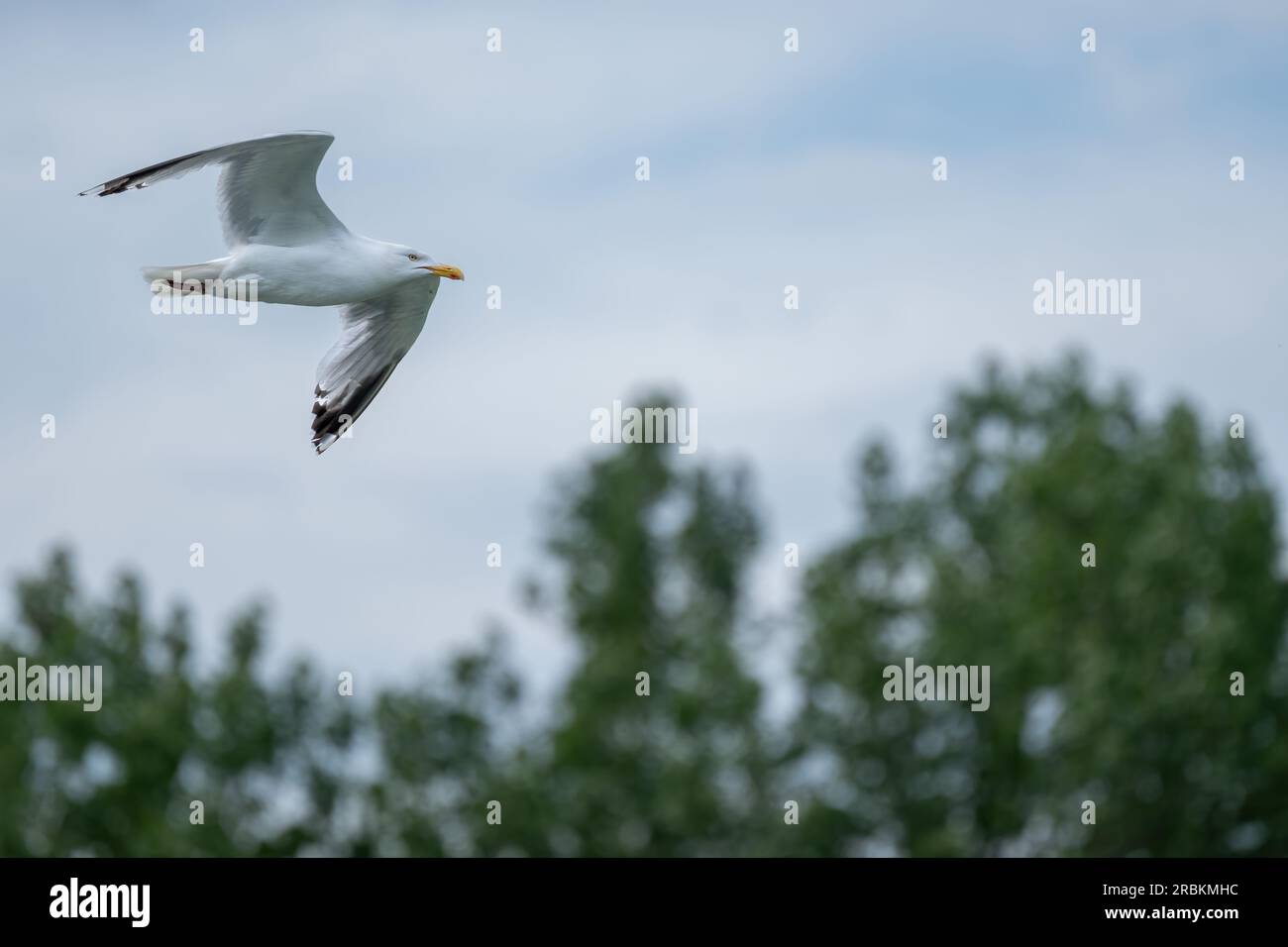 Gabbiano aringa adulto in volo. Gull aringa adulto, Larus argentatus in volo su un lago. Foto Stock