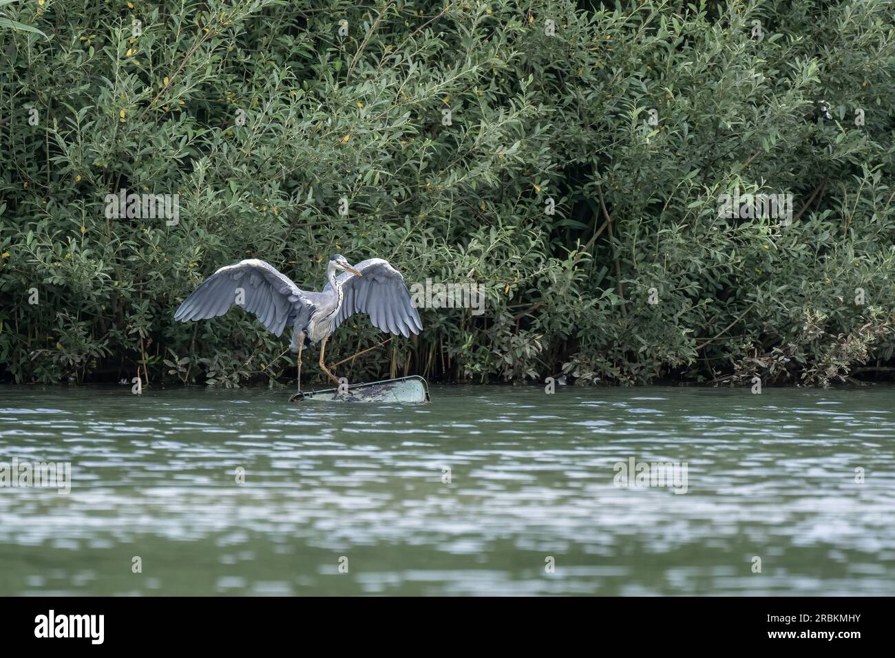 Il predatore a gambe lunghe Grey Heron, Ardea cinerea della famiglia Ardeidae, arroccato in un lago nel Regno Unito Foto Stock
