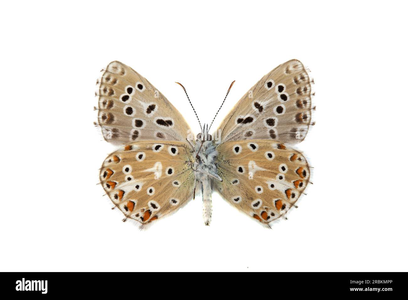 Blu adone (Polyommatus bellargus, Lysandra bellargus, Meleageria bellargus), maschio, lato inferiore, Cut out, Paesi Bassi Foto Stock