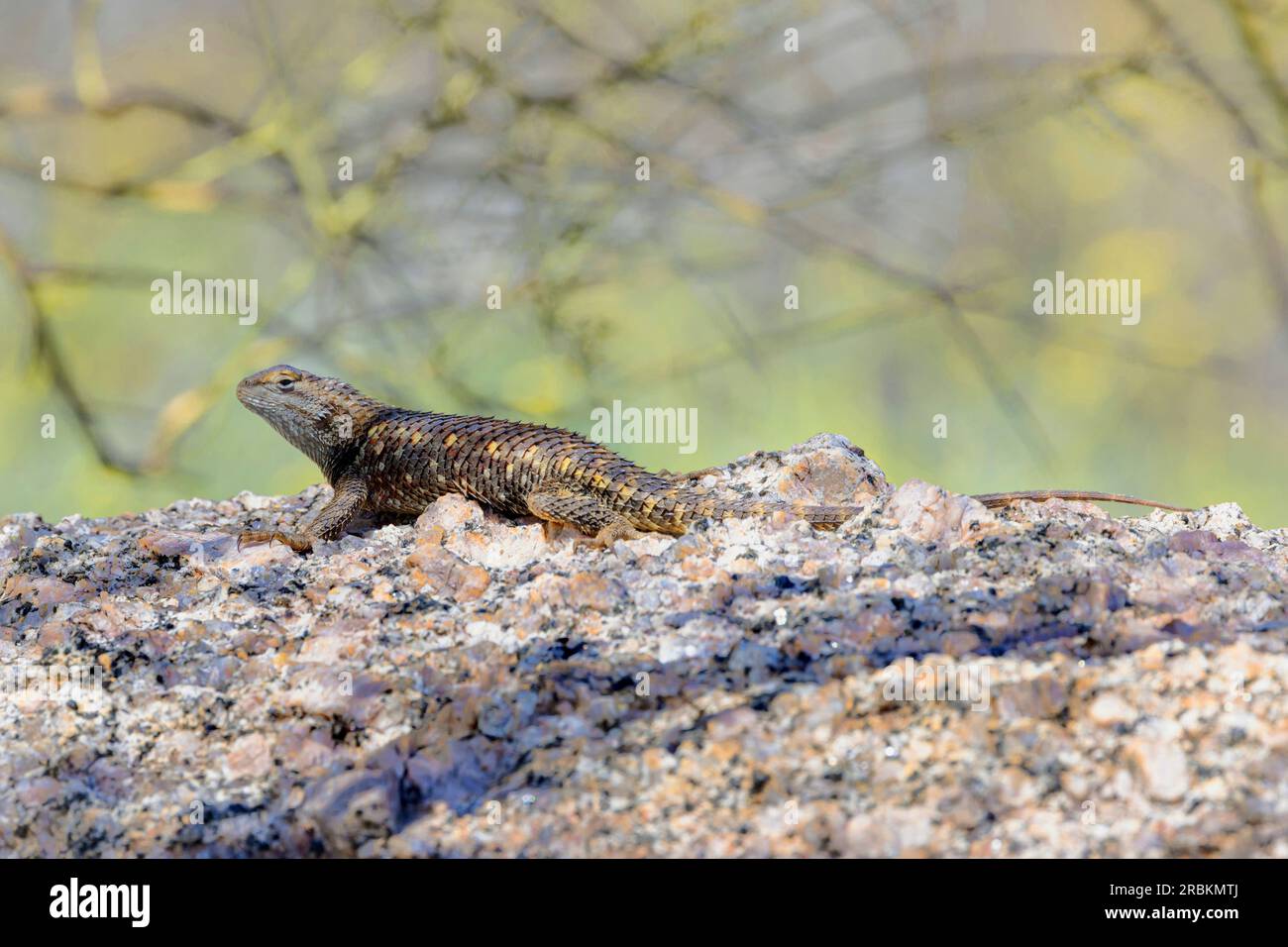 Deserto spiny lizard (Sceloporus magister), su una roccia, vista laterale, USA, Arizona, Pinnacle Peak, Scottsdale Foto Stock