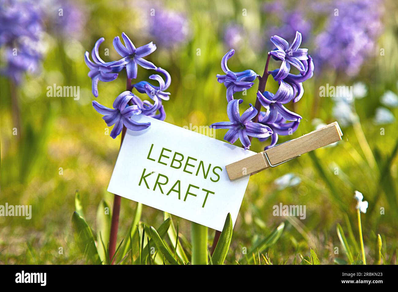Foglio di appunti sui giacinti blu con la scritta Lebenskraft, energia vitale Foto Stock
